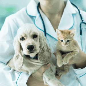 Veterinaria